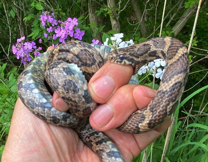 Eastern Milk Snake